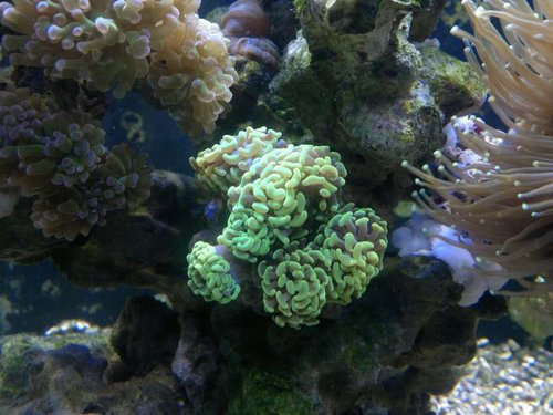 Euphyllia paraancora (green)