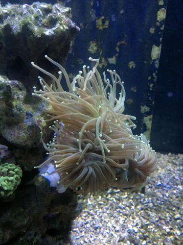 Euphyllia glabrescens