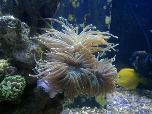 Nærbillede af Euphyllia glabrescens