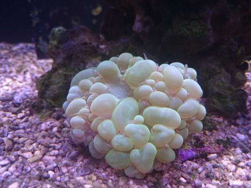 Plerogyra sinuosa