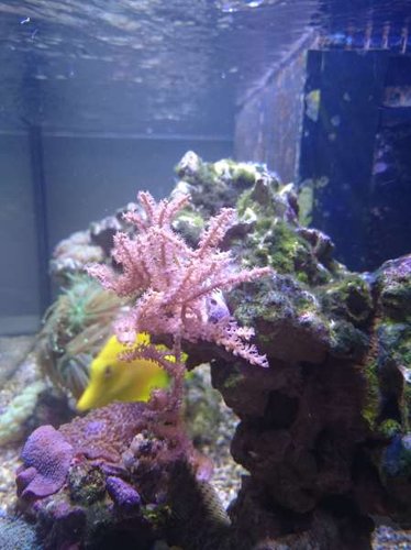 Eunicea succinea