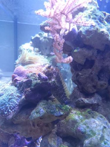 Salarias fasciatus