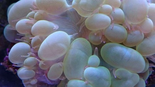 Makrobillede af Plerogyra sinuosa