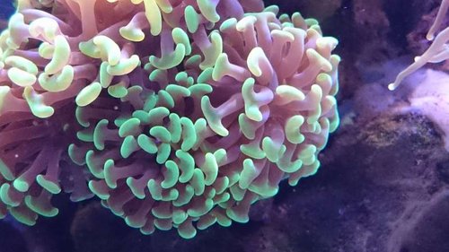 Nærbillede af Euphyllia paraancora (green)