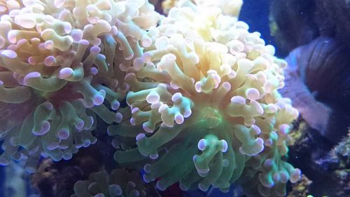 Makrobillede af Euphyllia paraancora