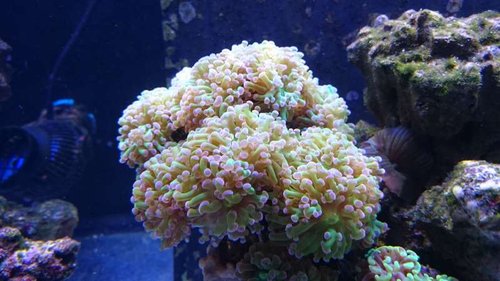 Euphyllia paraancora