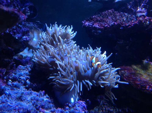 image.jpg (56.28 KiB) Vist 2796 gange den mest kravlende anemone til dato