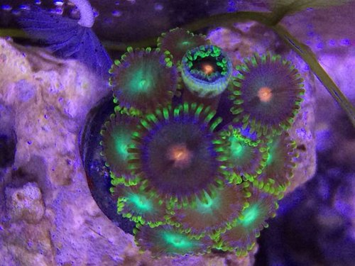 Zoa?