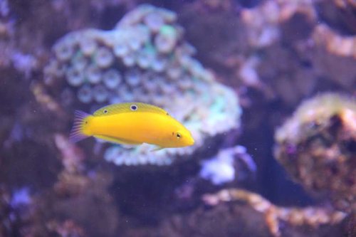 Halichoeres Chrysus