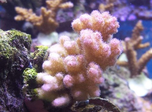 Hun holder stadig farverne, fru "pink"