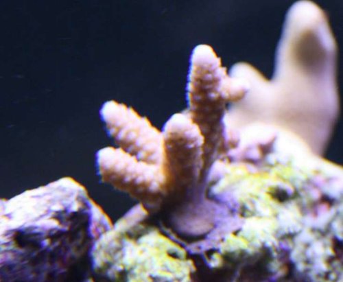 2015 jan acropora blå.JPG