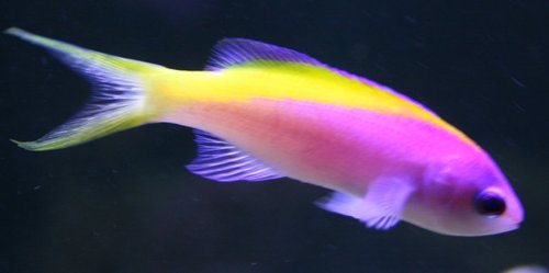 2015 jan anthias evansi.JPG