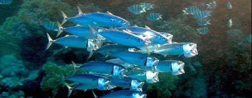 Mackerel Egypt.jpg