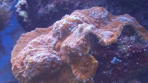 Golden Chalie