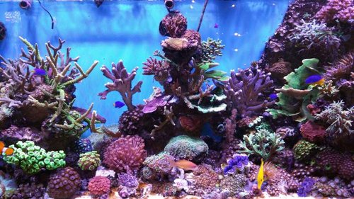 Med maxspect