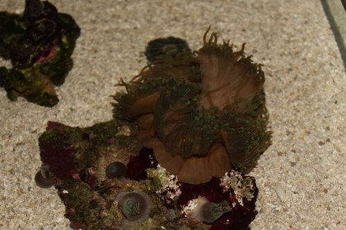 anemone 3.jpg