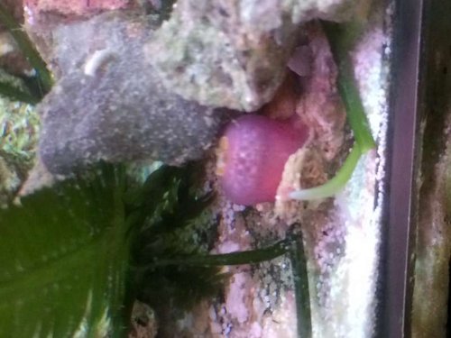 Lukket jordbær "ball" anemone