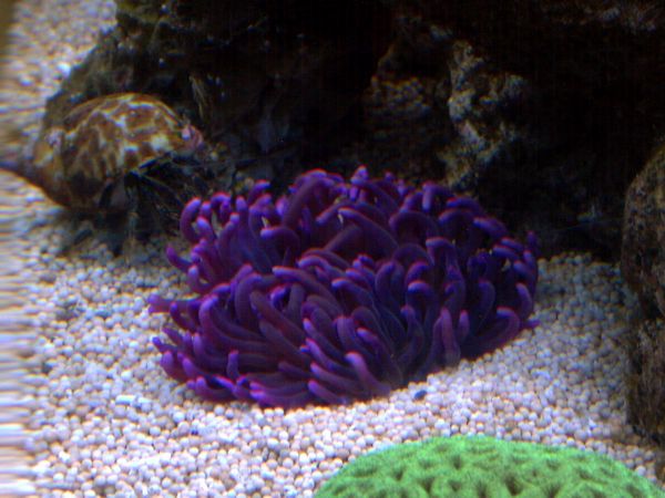 Vores vildt flotte anemone, i dyb lilla farve.