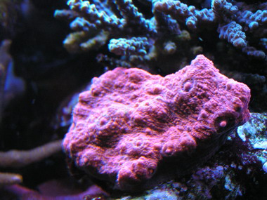 forum pic 56.jpg