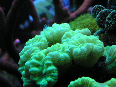 forum pic 55.jpg