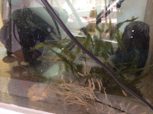 Refugium
