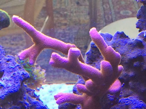 Masser af polyp her