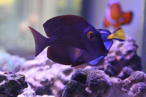 fisk (6).JPG