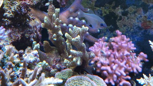 Montipora confusa