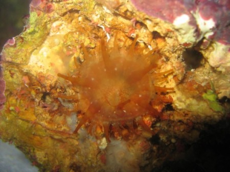 anemone.jpg