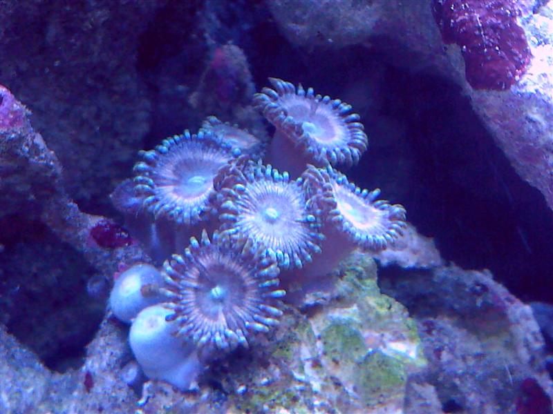 Polypper (Medium).jpg