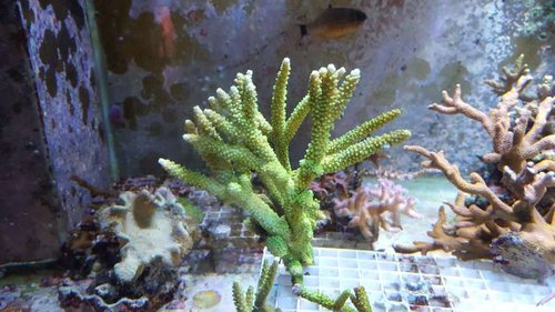 Acropora yongei "Bali slimer"