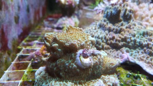 Montipora "Jedi Mind Trick". Billedet er taget med mobil en tidlig formiddag, for at undgå blåfarvning. Håber det går alligevel.
