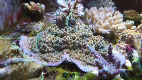 Montipora "true undata". Billedet taget på samme måde som med mind trick, for at undgå blåfarvning
