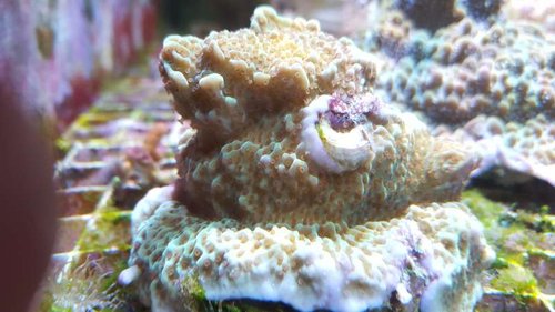 Montipora "Jedi Mind Trick" Lidt tættere på. Den har en kalkrørorm, som voksede på discen. De slås lidt om pladsen, så den skal klippes af.