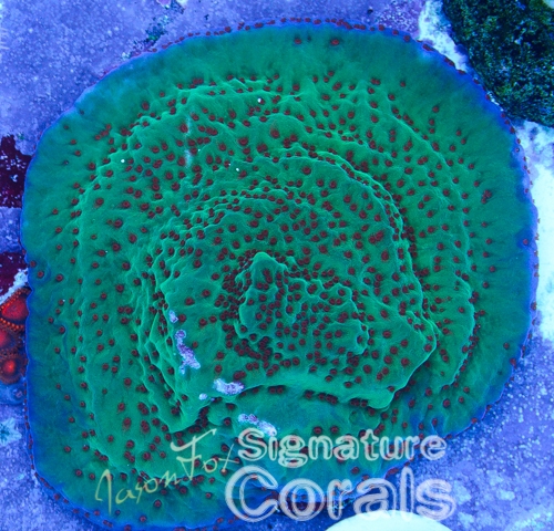 Jason Fox LE Tyree Jedi Mind Trick (Signature Corals)