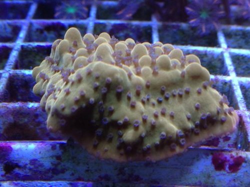 JF "slow burn" montipora - måske