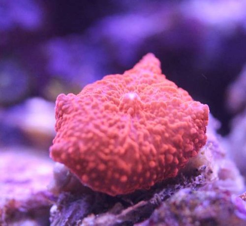 discosoma.jpg