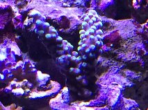 Foto af mit frag