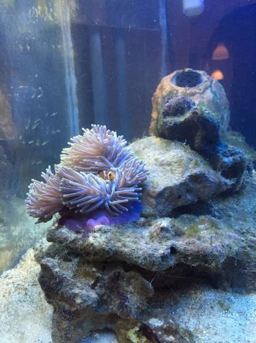 klovnefisk i anemonen pt. 1