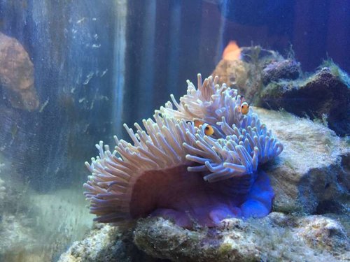 klovnefisk i anemone pt. 3