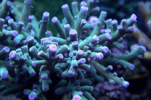 Acropora sp
