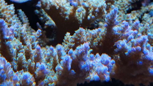 "Joe the coral" udsnit