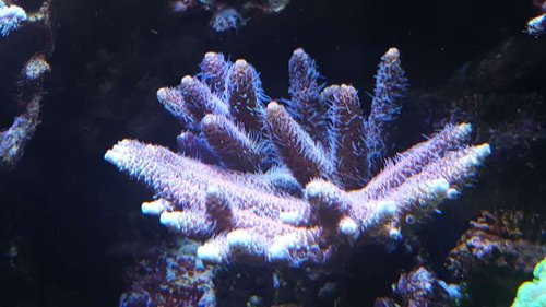 A.millepora/prostrata rød
