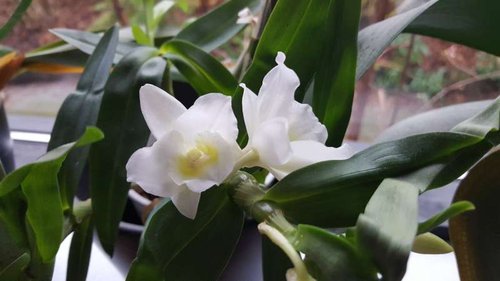 20160101_144334.jpg (30.53 KiB) Vist 3097 gange Dendrobium. Står godt nok ikke samme sted, da den skal have temperaturer der er højere end i en vindueskarm på et badeværelse.