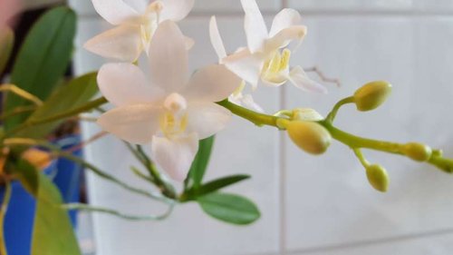 20150921_092521.jpg (19.87 KiB) Vist 3097 gange Cymbidium.