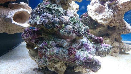 Div. Discosoma