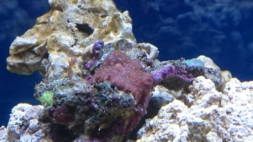 Div. Discosoma