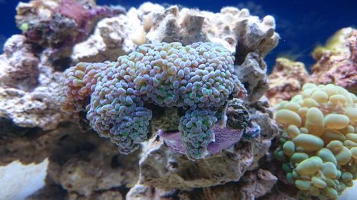 Euphyllia paraancora (grøn med lilla spidser)