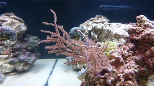 Eunicea succinea