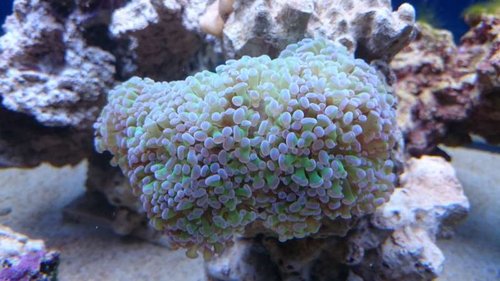 Euphyllia paraancora (grøn med lilla spidser)